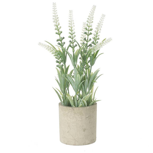 TALL FLOWER PLANT IN POT