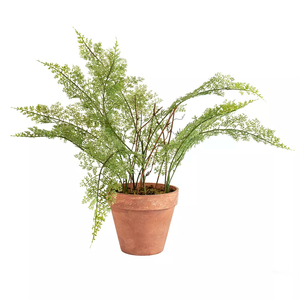 Lace fern in pot
