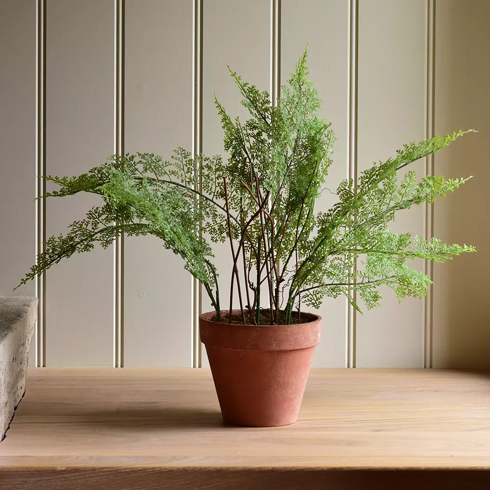 Lace fern in pot