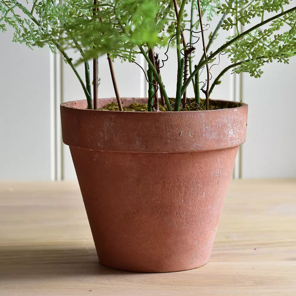 Lace fern in pot