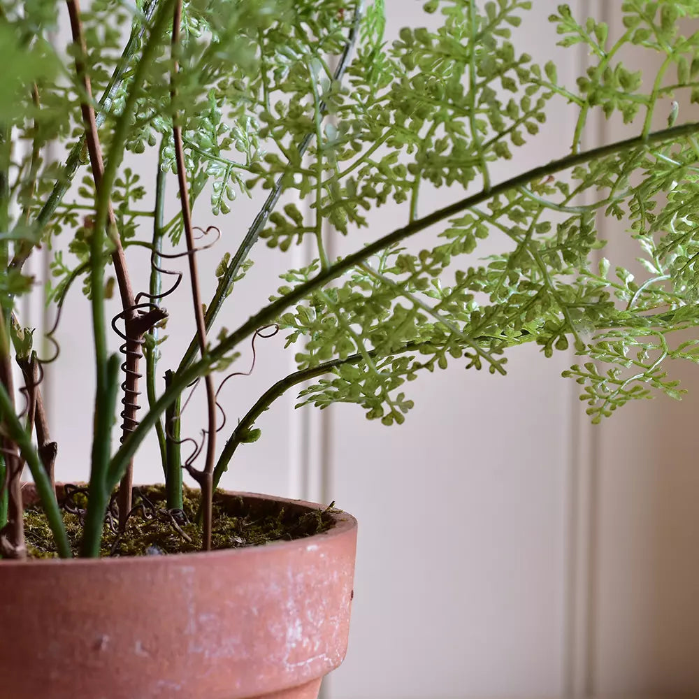 Lace fern in pot