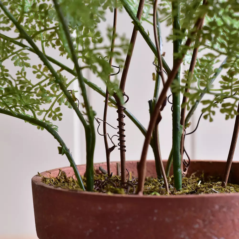 Lace fern in pot