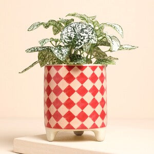 Harlequin red planter