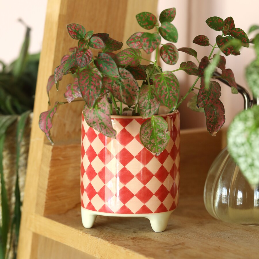 Harlequin red planter