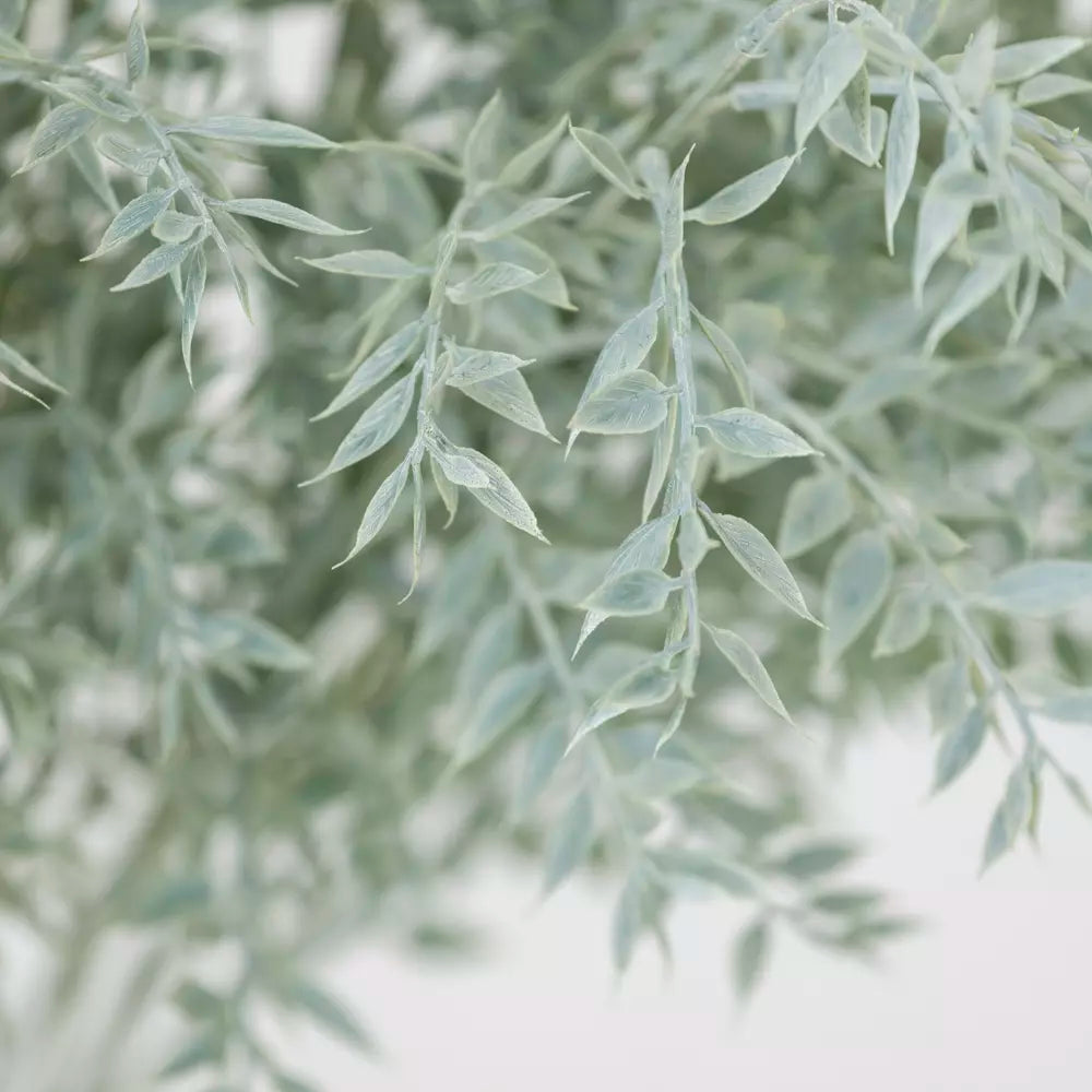 Ruscus spray