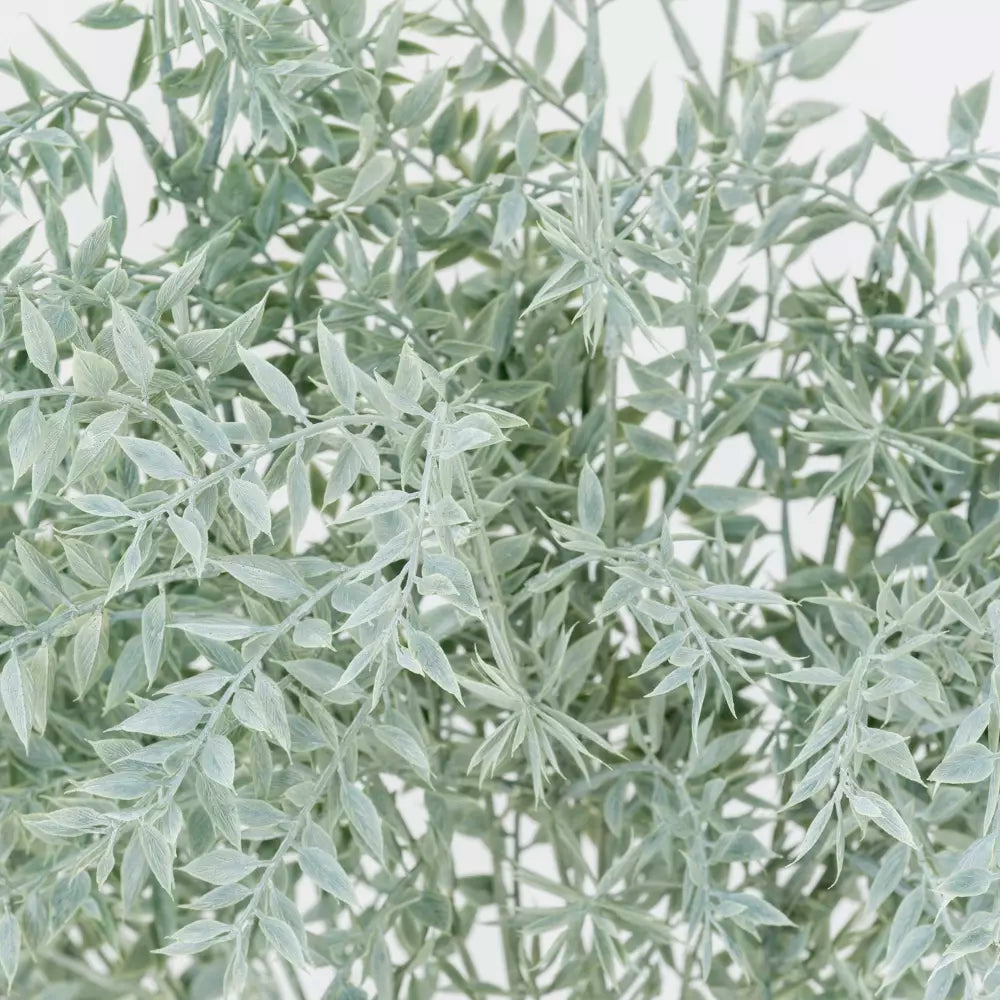 Ruscus spray