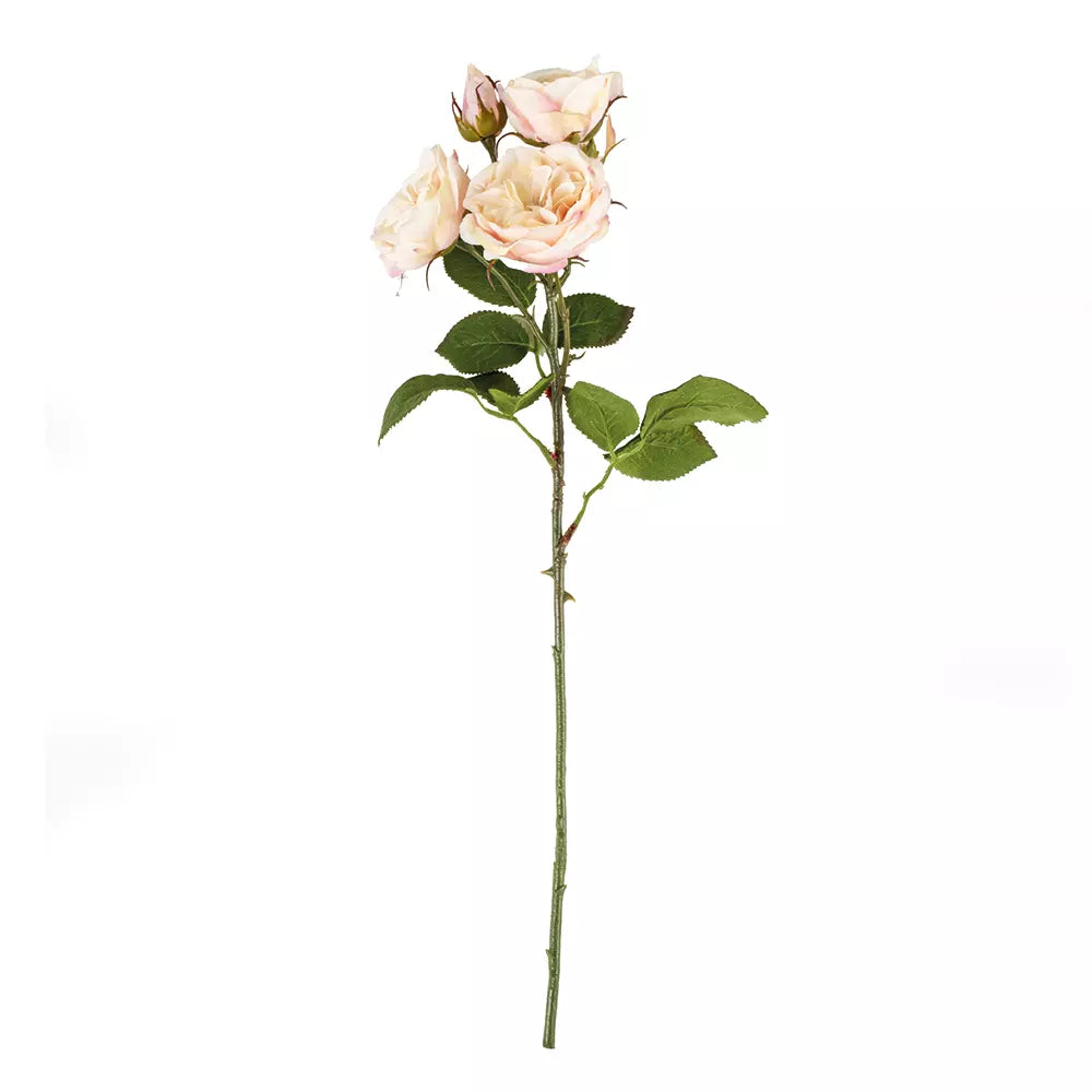 Tearose - blush
