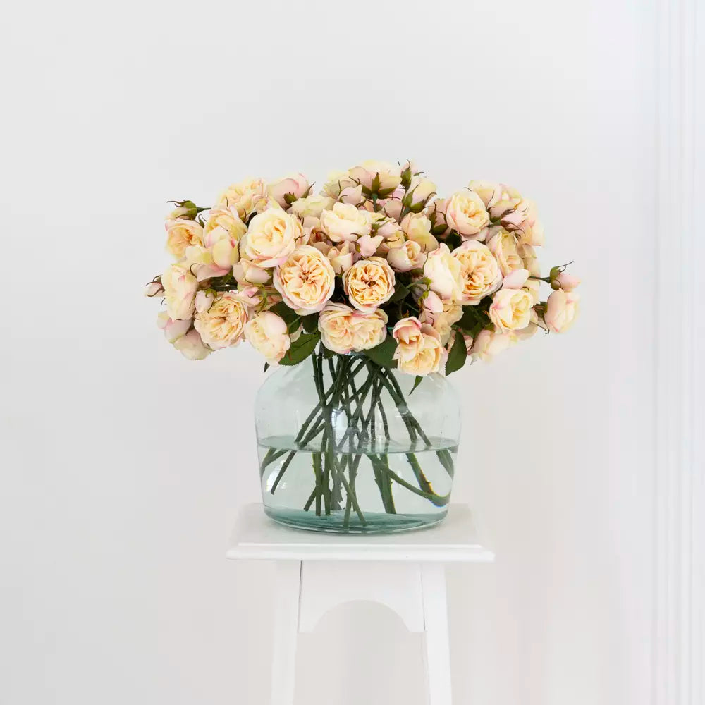 Tearose - blush