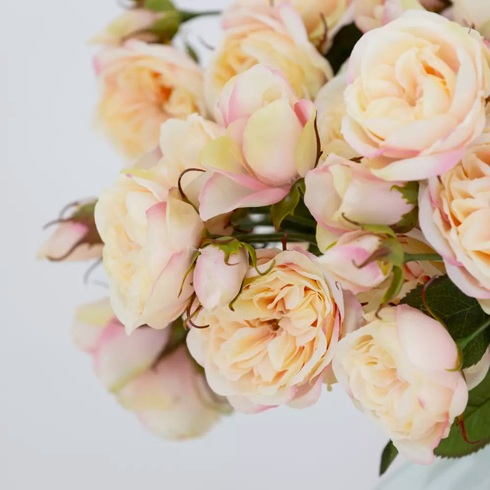 Tearose - blush