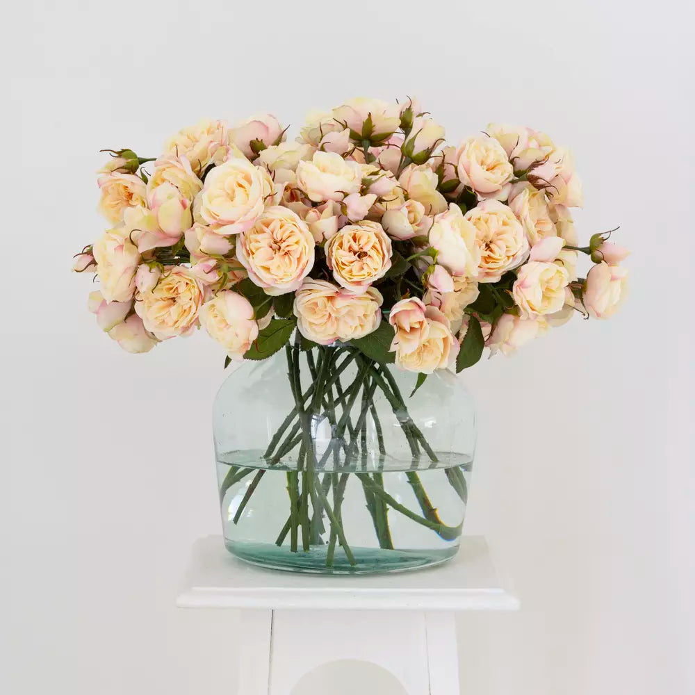 Tearose - blush