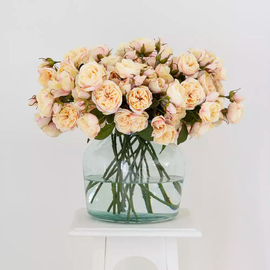 Tearose - blush